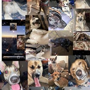 Meet your Posher, Corbin